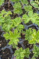 Pelargonium cuttings