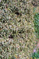 Trachelospermum jasminoides 'Variegatum' 