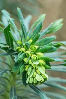 Euphorbia characias 'Portuguese Velvet' 