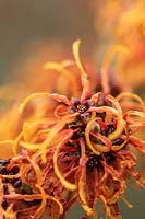 Hamamelis x intermedia 'Robert' AGM in flower - Witch Hazel