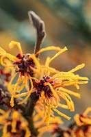 Hamamelis x intermedia 'John' in flower - Witch Hazel