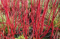 Cornus alba 'Sibirica' AGM - colourful Dogwood stems 