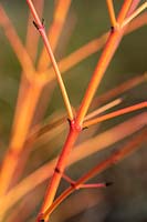 Cornus sanguinea 'Cato' - Colourful Dogwood stems