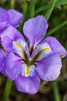 Iris unguicularis 'Mary Barnard' AGM 