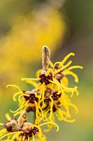 Hamamelis x intermedia 'Allgold' in flower - Witch Hazel
