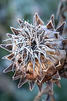 Frost on Cynara cardunculus seedhead - Cardoon, Globe artichoke