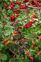 Autumnal hedgerow berries. Rubus fruticosus agg - Blackberries, Crataegus monogyna - Common hawthorn and Rosa rubiginosa syn. Rosa eglanteria - Sweet briar rose