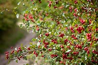 Hawthorn berries growing in a hedgerow by a lane. Crataegus monogyna - Common hawthorn, Maythorn, Motherdie, Quickthorn, Hedgerow thorn.