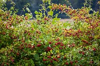 Hawthorn berries in a hedgerow. Crataegus monogyna - Common hawthorn, Maythorn, Motherdie, Quickthorn, Hedgerow thorn