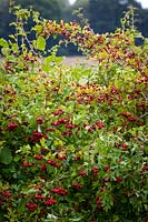 Hawthorn berries in a hedgerow. Crataegus monogyna - Common hawthorn, Maythorn, Motherdie, Quickthorn, Hedgerow thorn.