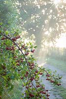 Wild hawthorn berries growing in a hedgerow early on a misty autumn morning. Crataegus monogyna - Common hawthorn, Maythorn, Motherdie, Quickthorn, Hedgerow thorn.