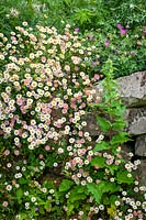 Erigeron karvinskianus - Mexican daisy, Mexican fleabane - growing in a wall.