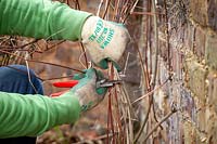 Pruning a late flowering type 3 clematis by cutting hard back close to the ground in winter. 