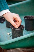 Sowing courgette seeds in individual plastic pots in a greenhouse for early crops. 
