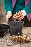 Starting a dahlia tuber back into life in early spring by potting up into a plastic pot filled with fresh compost and placing in a light and warm place. 