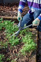 Trimming back green manure with shears before digging in. Phacelia tanacetifolia - Scorpion weed. 