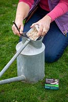 Applying leather jacket killer to a lawn using a watering can. 