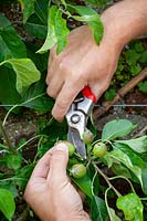Thinning apples -  Malus domestica - removing some early fruit to encourage larger crops