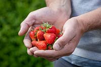 Handful of harvested strawberries