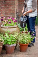 Watering patio containers in summer