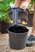 Device for growing potatoes in a pot