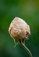 Rose balling on Rosa 'Comte de Chambord' caused by damp and preventing flowers from opening