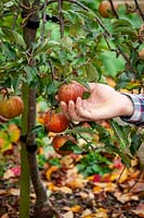 Picking apples in autumn - Malus domestica.