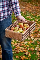 Carrying a trug of harvested apples in autumn - Malus domestica