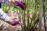 Removing old or weak stems of roses with secateurs
