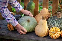 Harvesting squash and leaving them to ripen