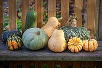 Display of harvested pumpkins on a bench.