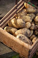 Harvested second maincrop potatoes in a wooden trug - Solanum tuberosum - Jersey Royal syn. 'International Kidney'.