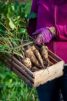 Lifting parsnips - Pastinaca sativa - after the first frosts