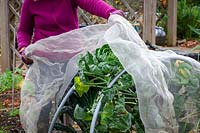 Netting brassicas - kale and sprouts - for winter protection from pigeons.