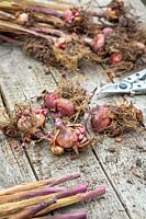 Storing lifted gladiolus bulbs over winter - removing dead foliage before putting away