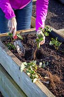 Planting strawberry bare root runners in a raised bed. 