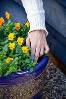 Checking with fingers whether an outdoor pot of violas needs watering during winter