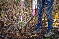 Removing old stems from redcurrants in winter with long handled loppers. Ribes rubrum 'Jonkheer Van Tets'