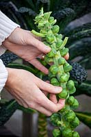Picking Brussel sprouts - Brassica oleracea