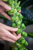 Picking Brussel sprouts - Brassica oleracea.