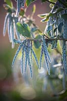 Garrya elliptica - Silk tassel bush.