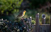 Robin on wooden fence post