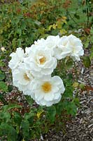 Rosa 'Land Of The Long White Cloud' - Rose 'Land Of The Long White Cloud' 