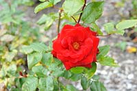 Rosa 'Crimson Bouquet' - Rose 'Crimson Bouquet'