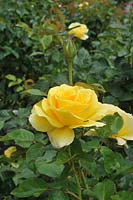 Rosa 'Glorious' - Rose 'Glorious' 