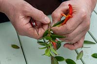 Propagating a Columnea krakatua from stem cuttings - Taking off lower leaves for a clear stem to go into the compost