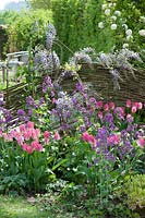 Small bed with Tulipa 'Dynasty' - Tulip - and Lunnaria annua - Honesty - and Wisteria against a wattle wall