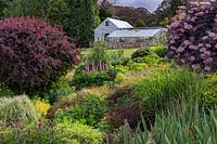 View across a herbaceous perennial border, near purple-leaved shrubs Berberis thunbergii and Sambucus nigra 'Black Lace', to a traditional nursery glasshouse and a shed