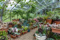 A display of potted plants inside a nursery glasshouse featuring a collection of cacti and succulents, view of sides and roof with Vitis vinifera - Grape Vine