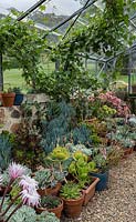 A display of potted cacti and succulents in a a variety of pots and conatiners inside a glasshouse sitting on gravel mulch, Vitis vinifera - Grape Vine - on sides and roof